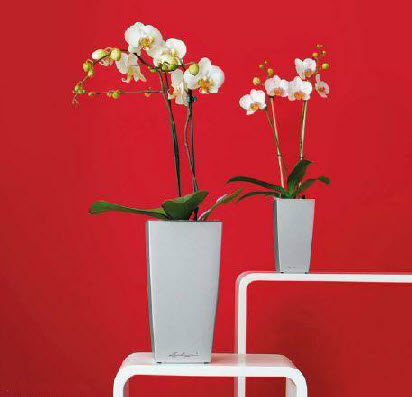 Lechuza range of planters