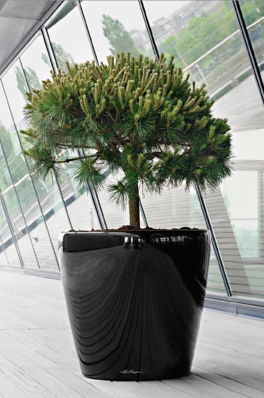 Lechuza range of planters