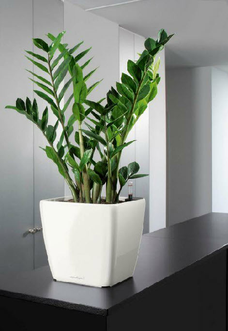 Lechuza range of planters