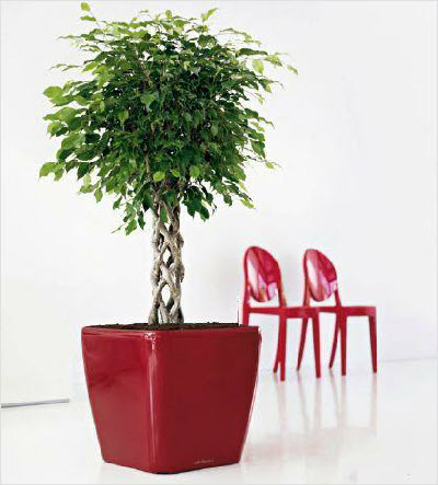 Lechuza range of planters